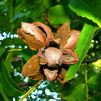 Cluster of brown split walnut husks on branch with green leaves for pecan seedlings