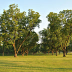 Lush green pecan tree with sturdy brown trunk in sunlit grassy field