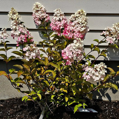Pee Gee hydrangea bush with lush pink and white flower clusters