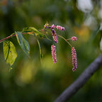 Pennsylvania smartweed plant with pinkish-purple flower cluster on green stem and glossy leaves