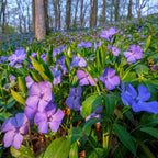 Vibrant purple periwinkle flowers with lush green leaves under trees
