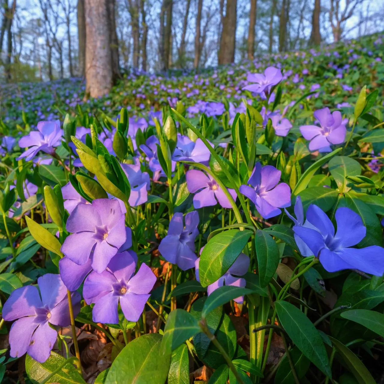 Vibrant purple periwinkle flowers with lush green leaves under trees