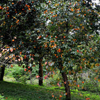 Lush persimmon tree with vibrant orange fruit for Persimmon Seedlings