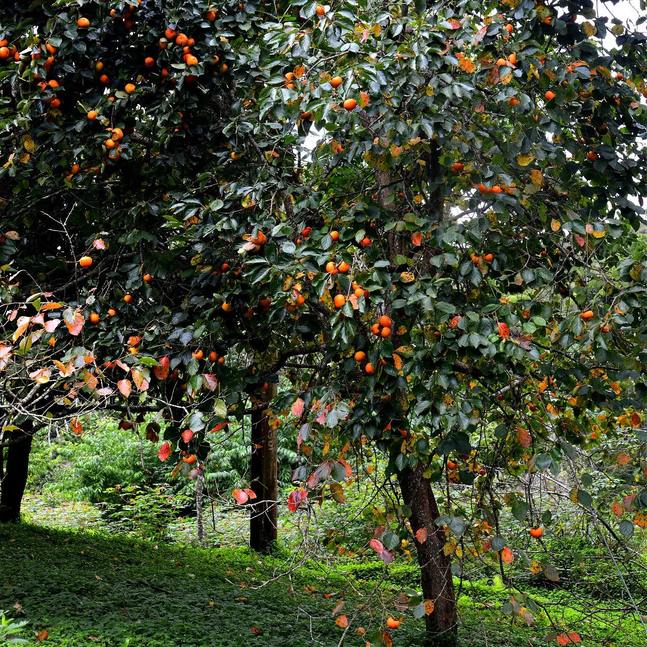 Lush persimmon tree with vibrant orange fruit for Persimmon Seedlings