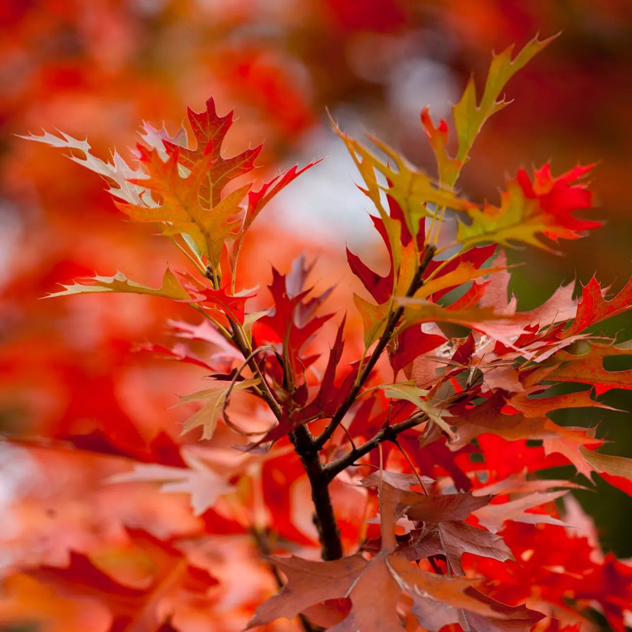 Vibrant red and orange Pin Oak leaves on dark brown branch