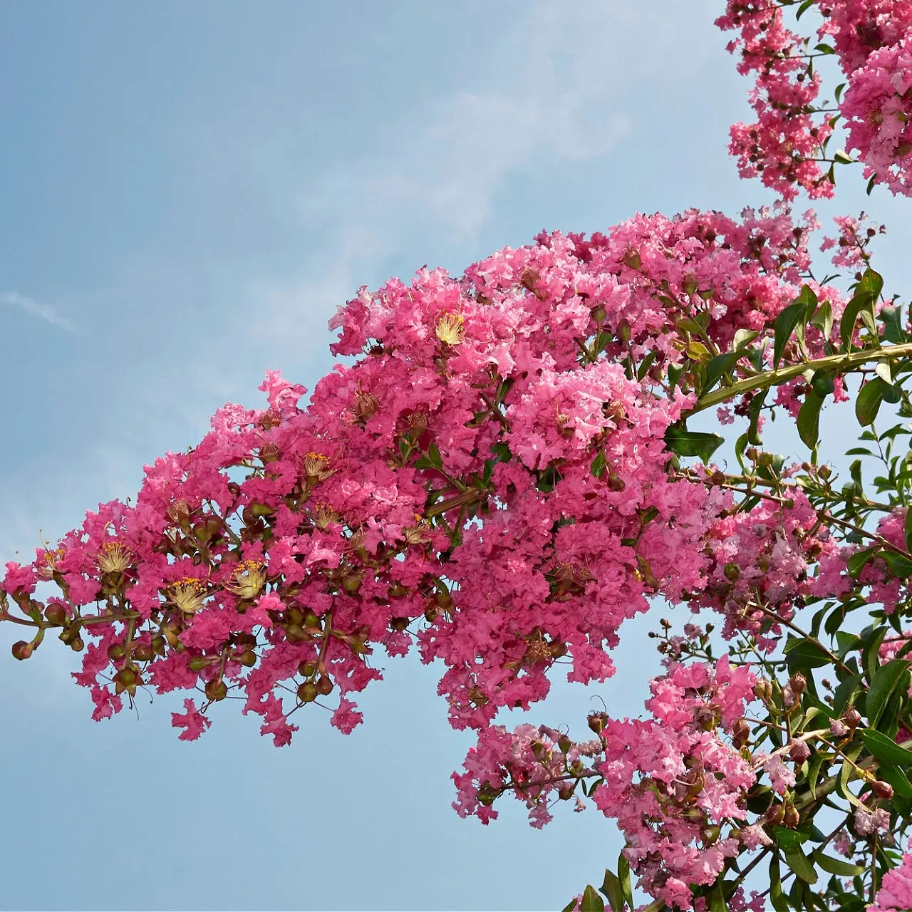 Vibrant pink crape myrtle blossoms cascading from branch on clear blue sky