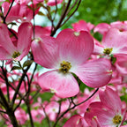 Pink dogwood blossoms with 4-petaled petals and yellow center
