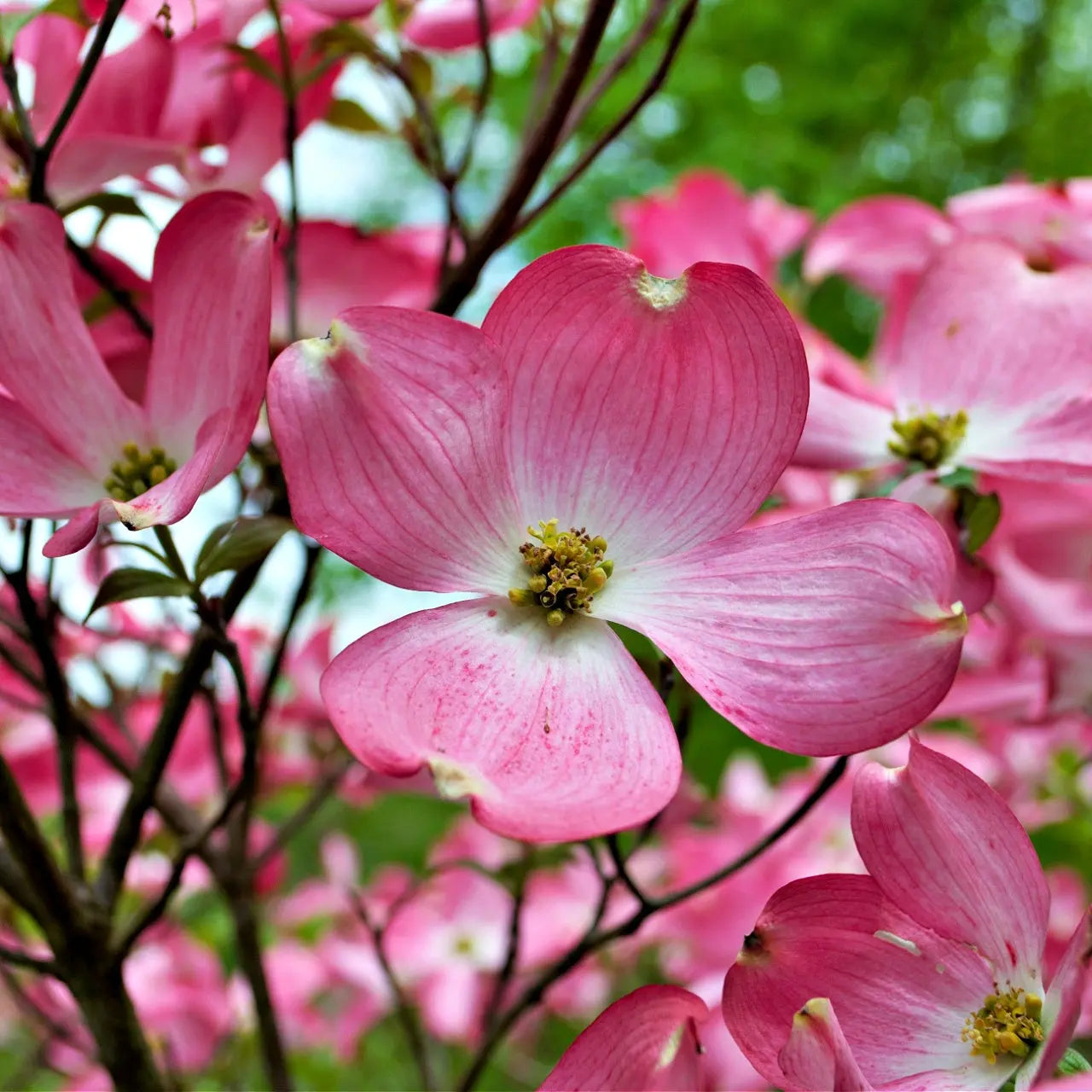 Pink dogwood blossoms with 4-petaled petals and yellow center