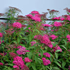 Vibrant magenta pink flowers on lush green Pink Spirea Shrub foliage