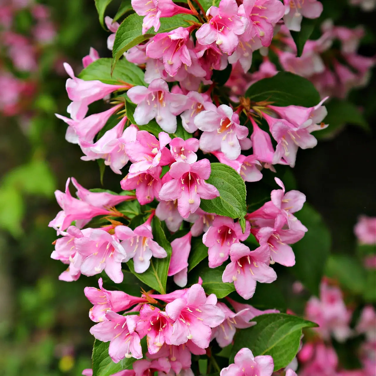 Vibrant pink and white Pink Weigela shrub flowers with green leaves
