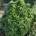 Lush Ibolium Privet shrub with glossy leaves and dark berries