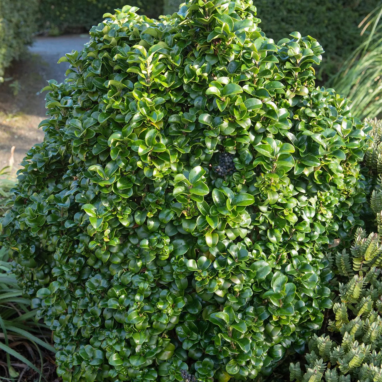 Lush Ibolium Privet shrub with glossy leaves and dark berries
