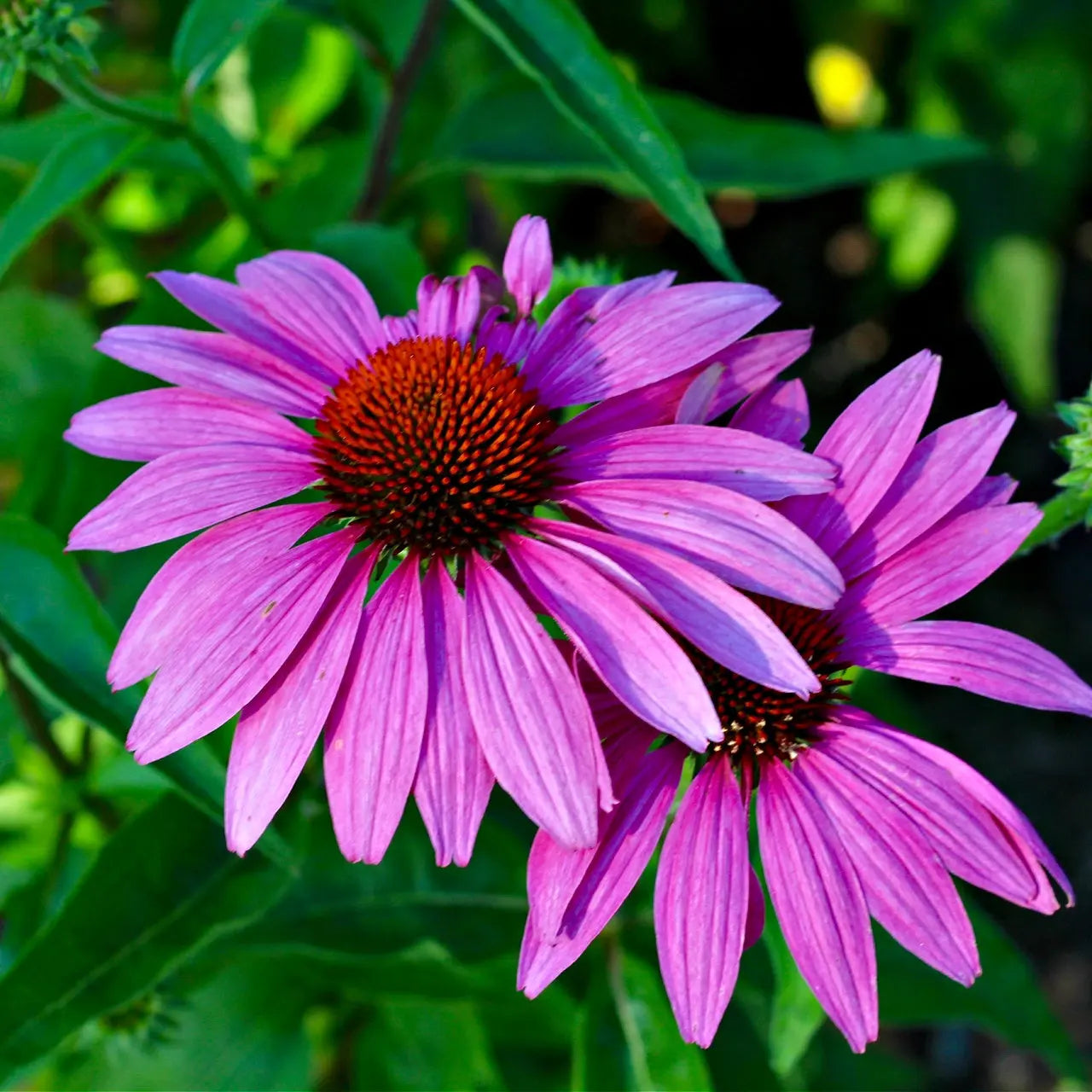 Vibrant purple coneflower with elongated petals and reddish-brown central cone