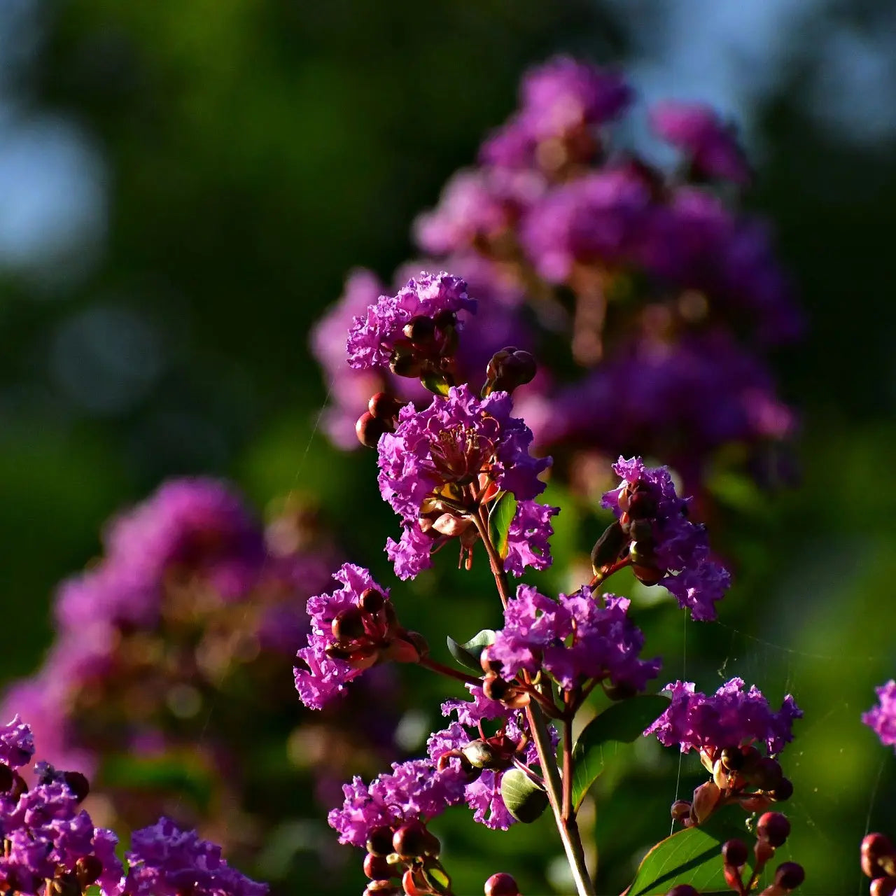 Vibrant purple crepe myrtle shrub blossoms on slender branches