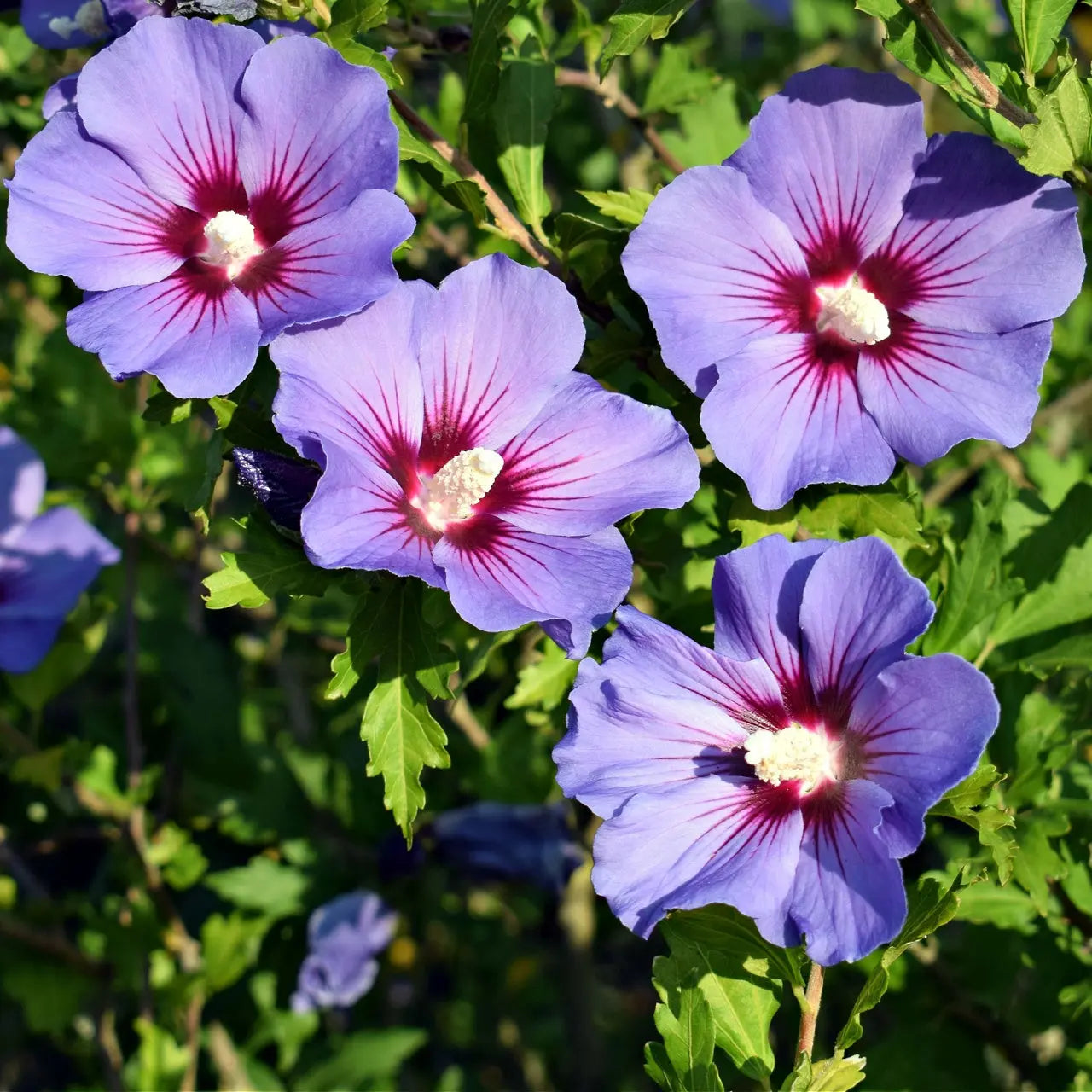 Vibrant purple hibiscus plant flowers with magenta streaks and white center