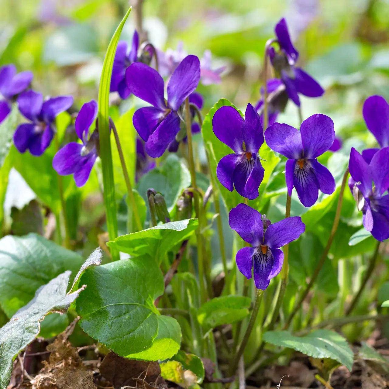 Vibrant purple violet plant with delicate petals and green foliage