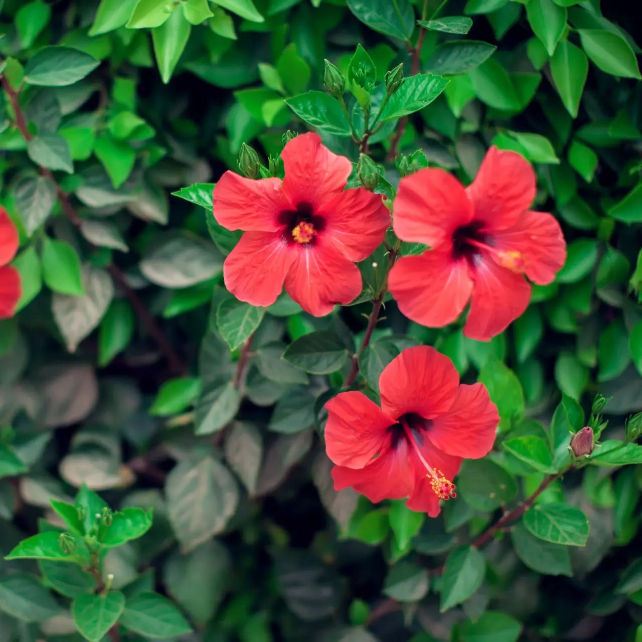 Vibrant Red Hibiscus flowers with dark centers and yellow stamens in lush greenery