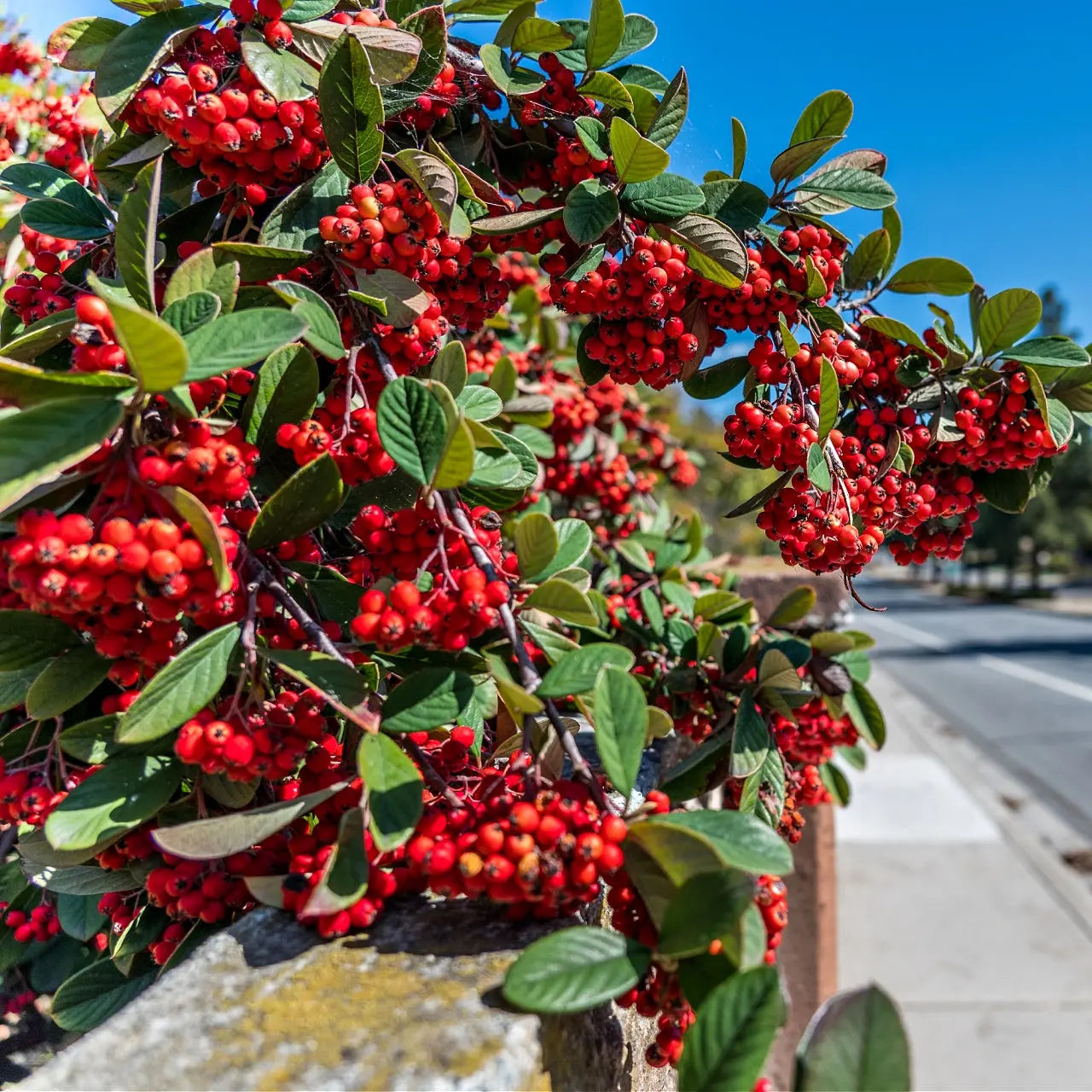 Red chokeberry shrub with vibrant red berry clusters on dark green oval leaves