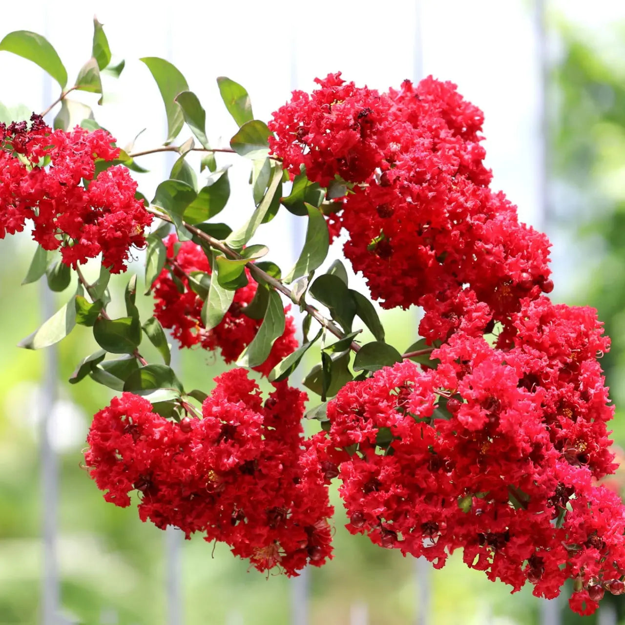 Vibrant red crepe myrtle blossoms and glossy green leaves on Red Crepe Myrtle Shrub branch