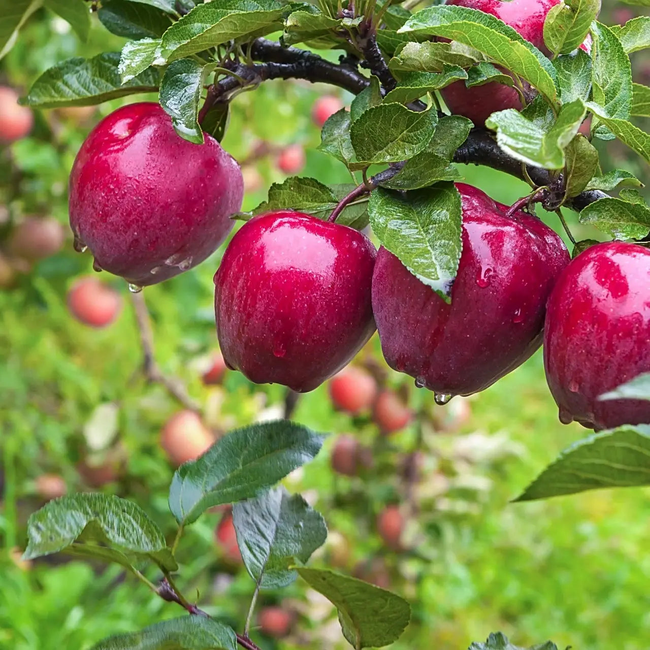 Shiny red apples on Apple Tree branch with water droplets