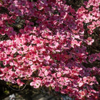 Vibrant pink Red Dogwood Tree blossoms with four petals and dark centers