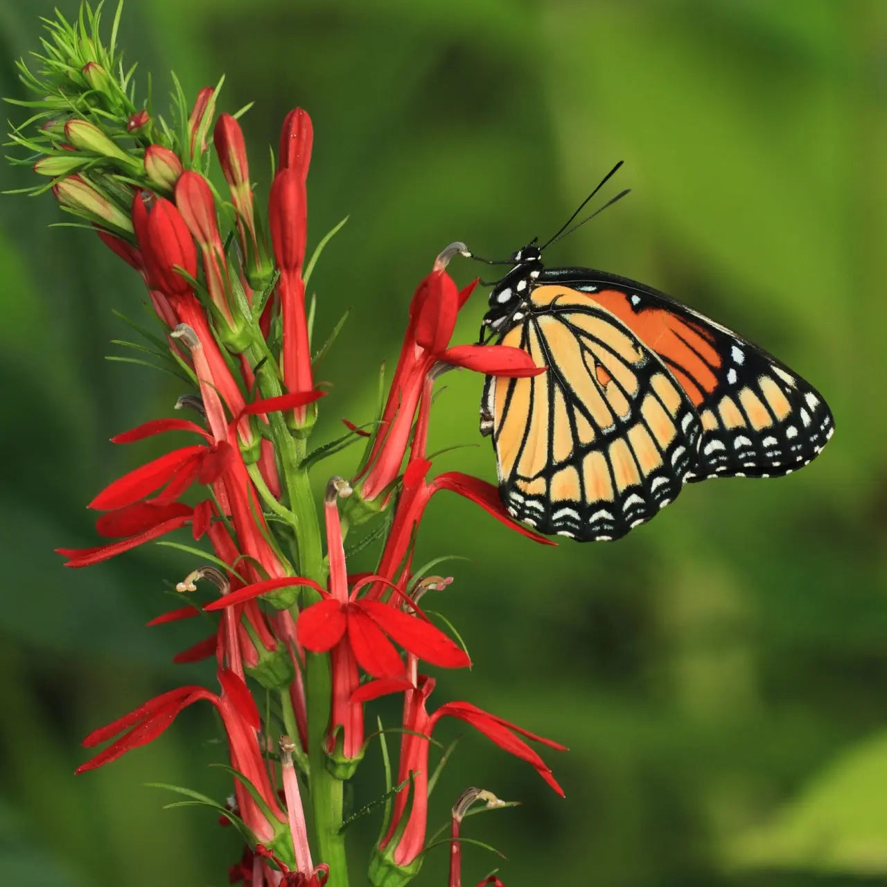Monarch butterfly on red cardinal flower cluster