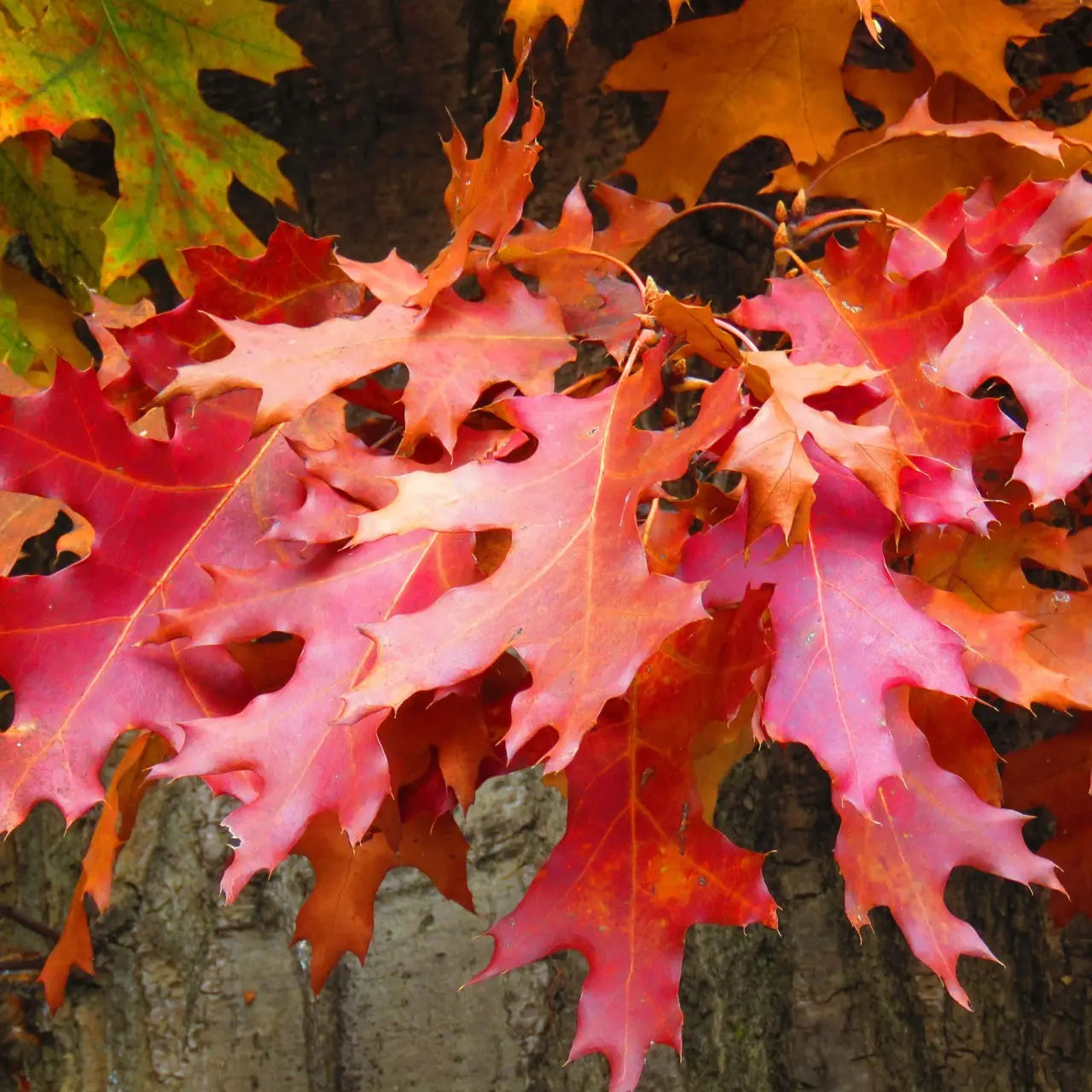 Vibrant red and orange Red Oak Seedlings leaves on textured trunk