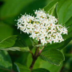 Red osier dogwood cluster of delicate white flowers with yellow centers