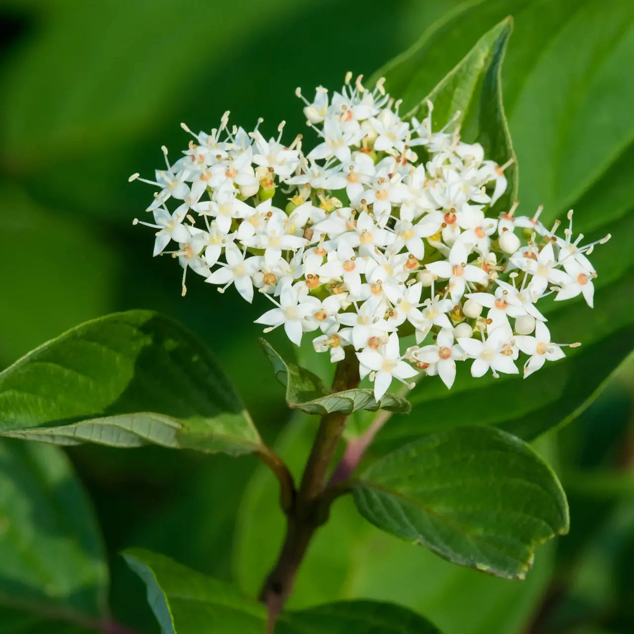 Red osier dogwood cluster of delicate white flowers with yellow centers
