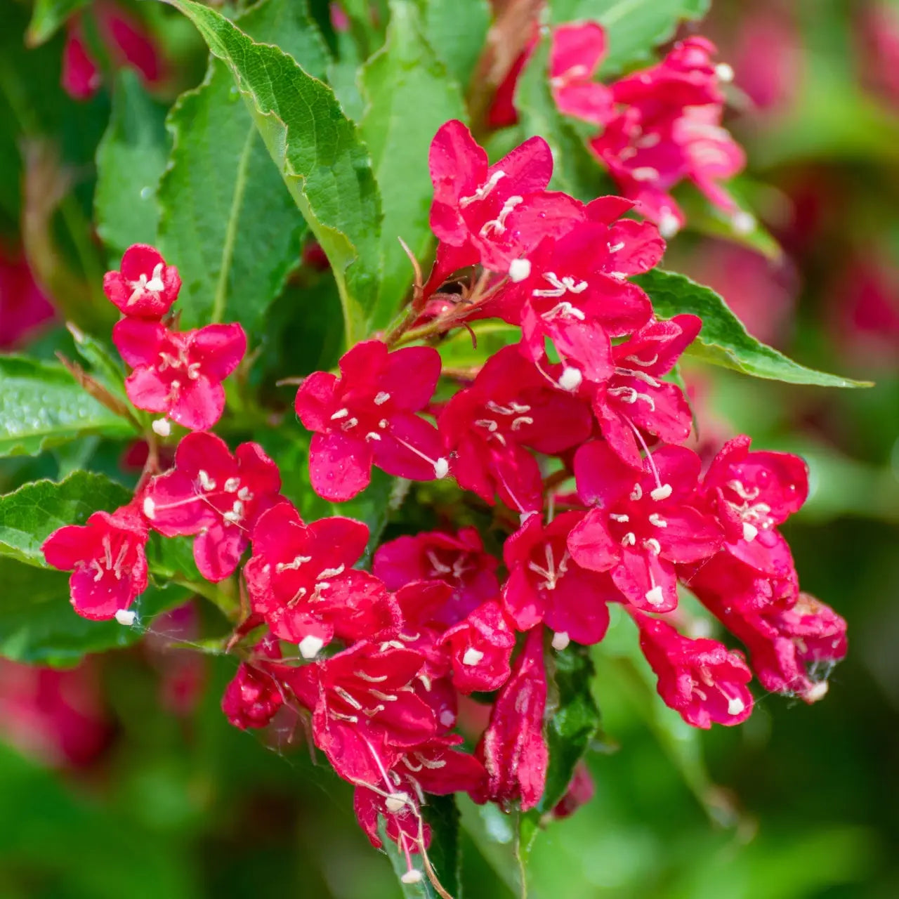 Vibrant crimson Red Weigela flowers with white stamens on green bush