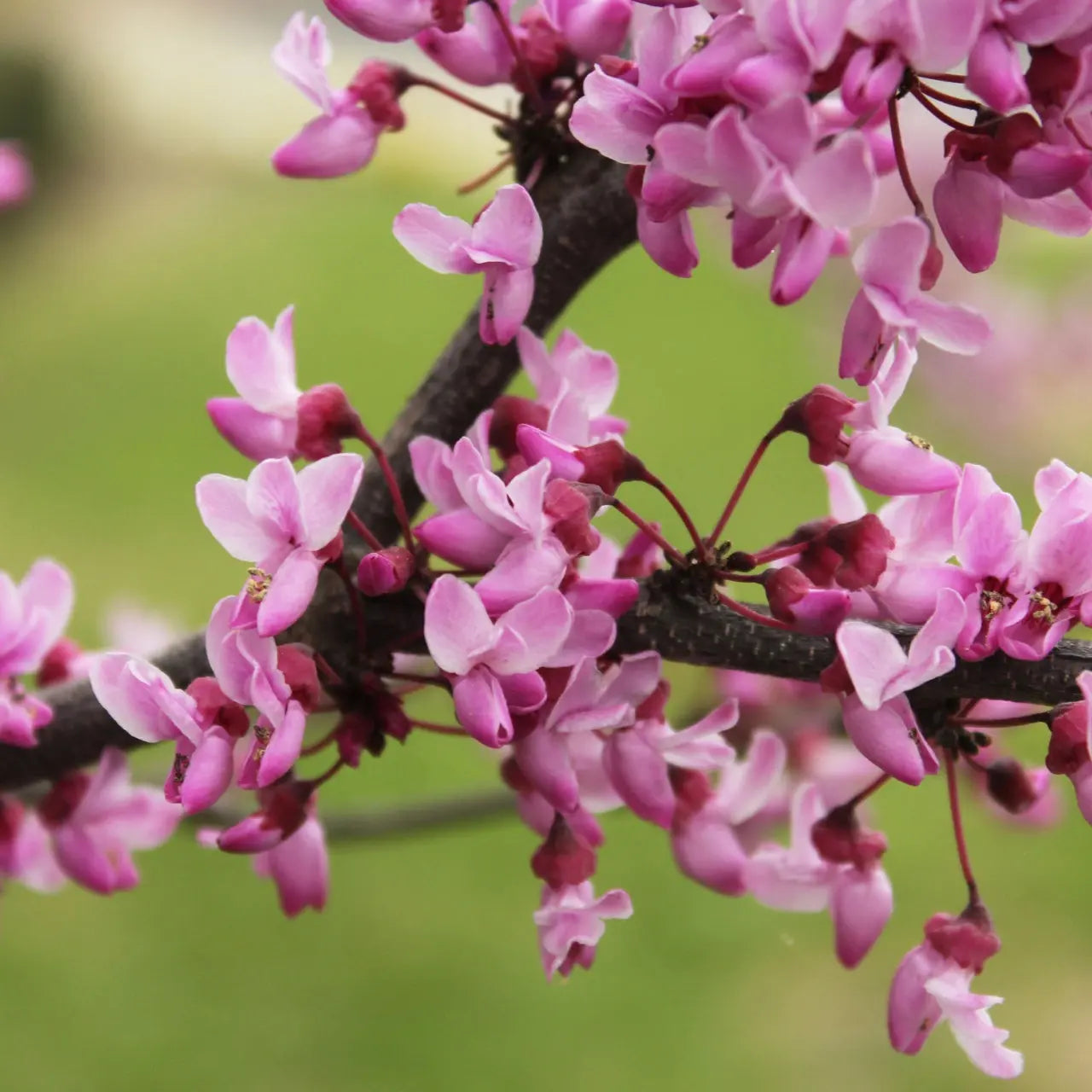 Redbud tree branch with delicate pink blossoms on dark brown twigs