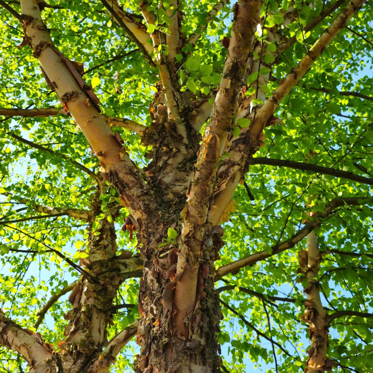 Tall River Birch live stake with peeling white bark and green leaves against blue sky