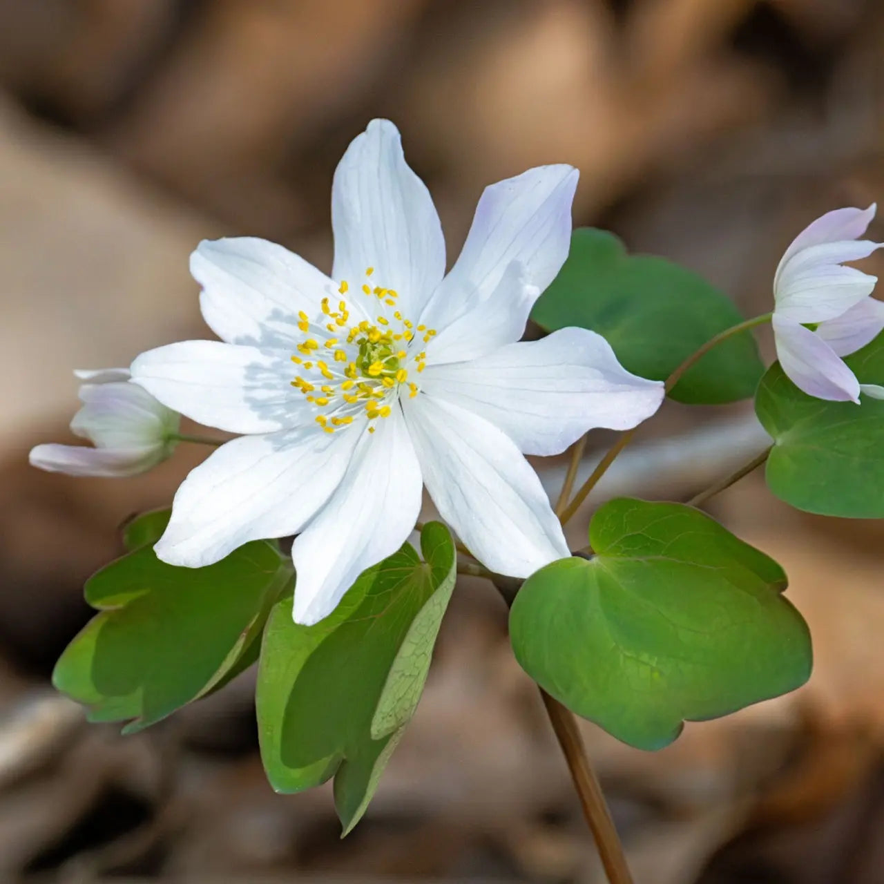 Rue anemone flower with 5 soft white petals, yellow center, and green heart leaves