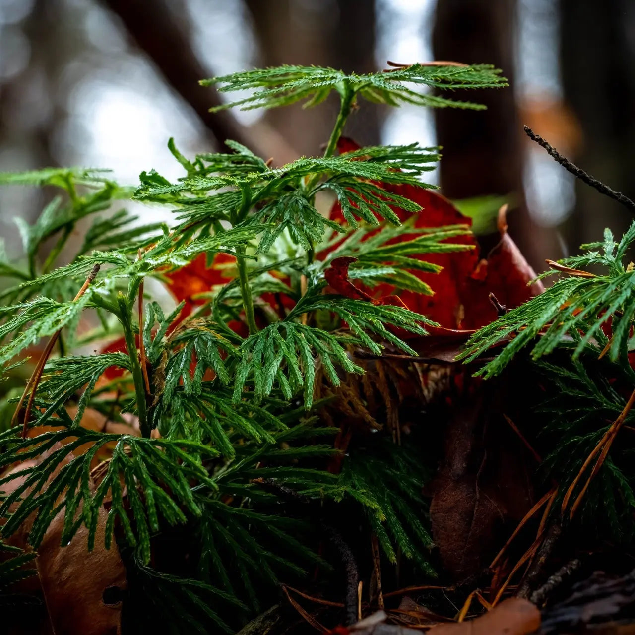 Vibrant green Running Cedar fern fronds emerging from fallen leaves