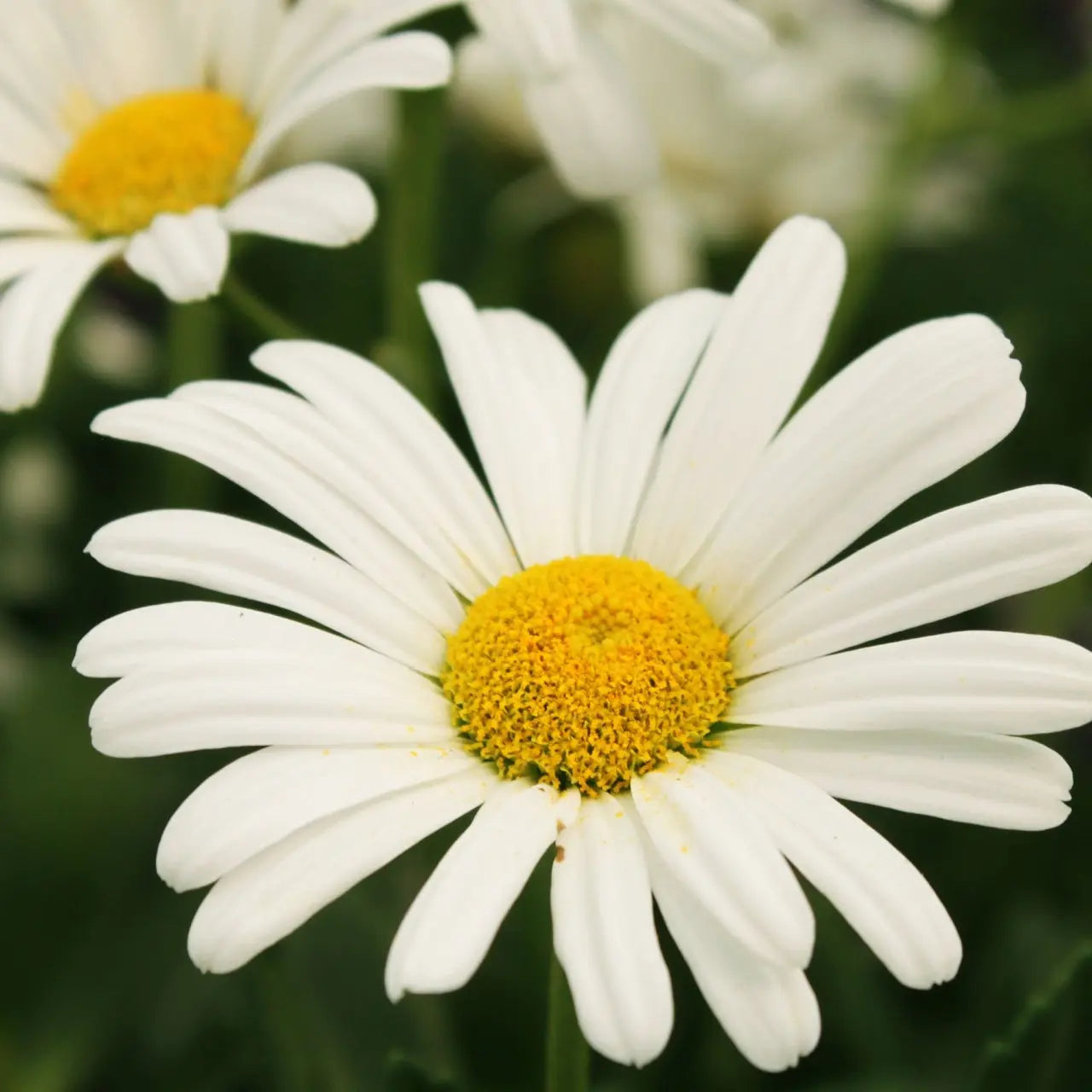 Shasta daisy plant with delicate white petals and vibrant yellow center