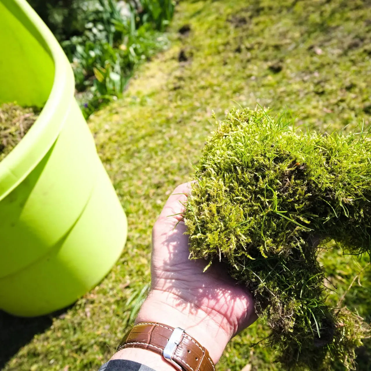 Vibrant Sheet Moss clump with feathery green textures and grass blades