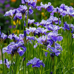 Vibrant purple Siberian iris plant with ruffled petals and green stems