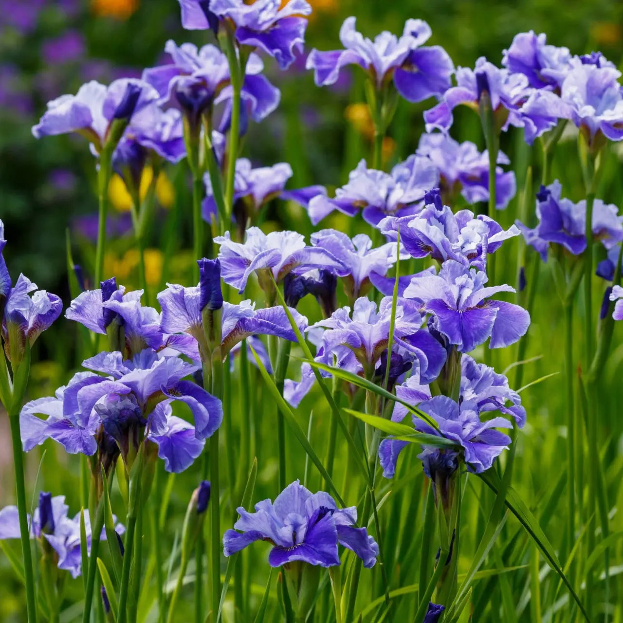 Vibrant purple Siberian iris plant with ruffled petals and green stems