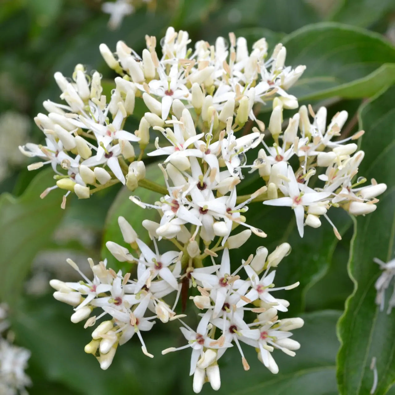 Silky Dogwood delicate white star-shaped flowers with pink centers and green leaves