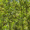 Silky Willow Live Stakes: lush green tree with feathery catkins