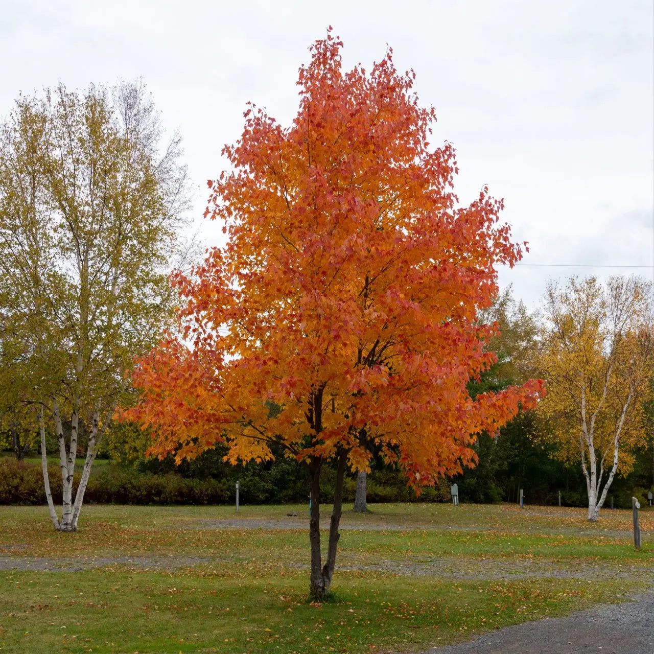 Vibrant orange Silver Maple tree with full canopy in autumn park