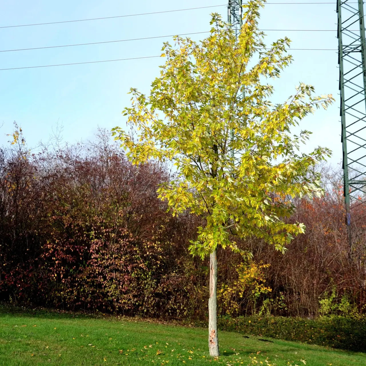 Silver Maple Tree with vibrant yellow leaves against blue sky