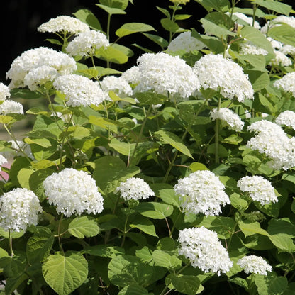 Lush white Smooth Hydrangea blossoms with clustered petals and green leaves