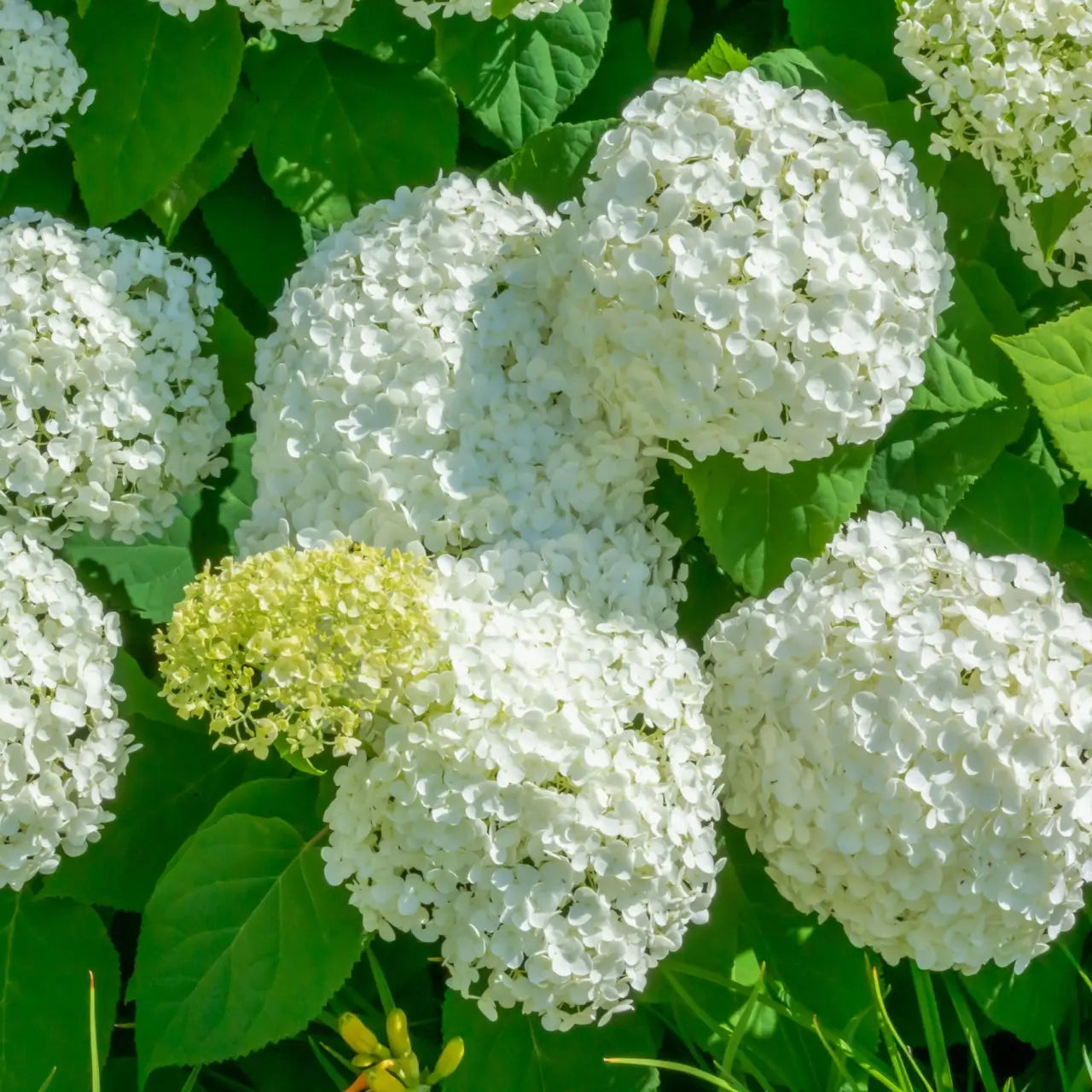 Snow Hill Hydrangea white flower clusters with lush green leaves