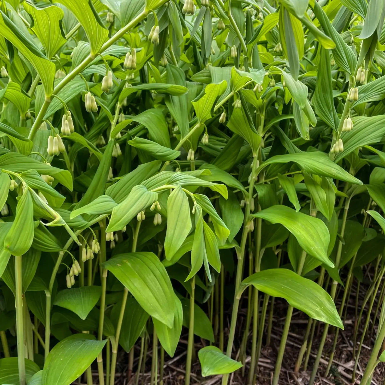 Lush green hosta plants with broad glossy leaves and drooping bell-shaped flowers, Solomons Seal