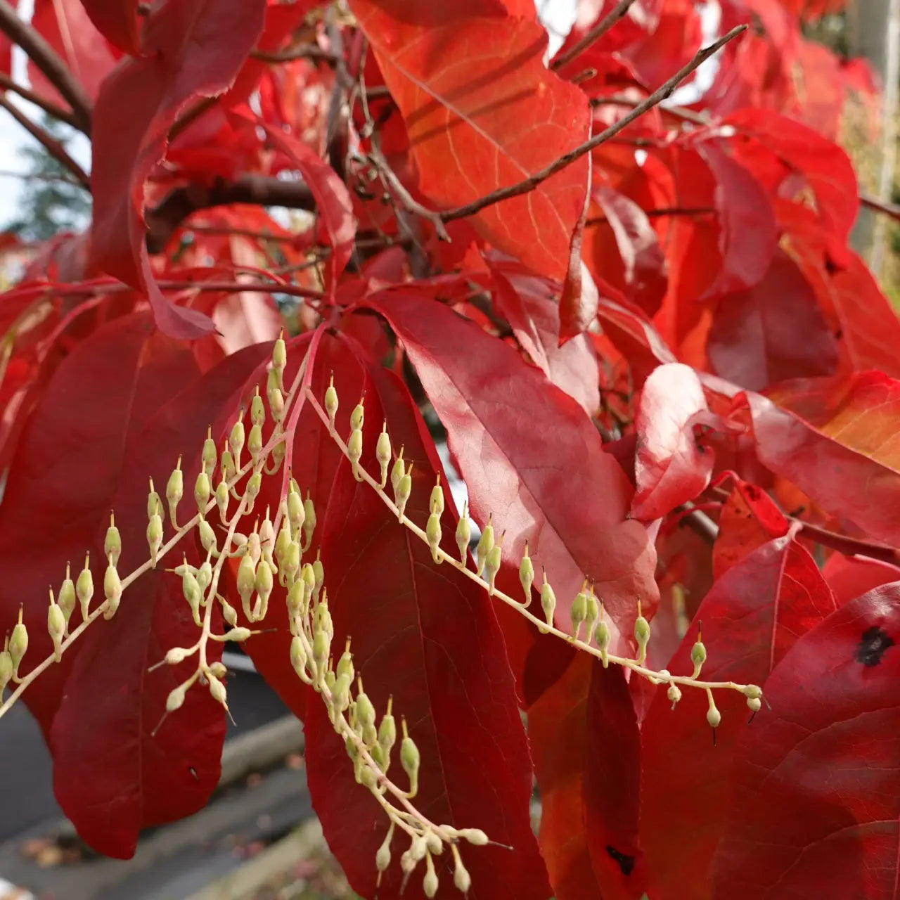 Vibrant crimson leaves and green buds on Sourwood Seedlings branches