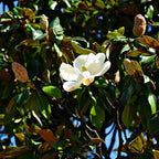 Pristine Southern Magnolia flower with delicate white petals and yellow center