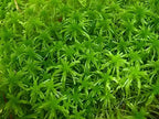 Vibrant Sphagnum moss with feathery fronds forming dense textured carpet