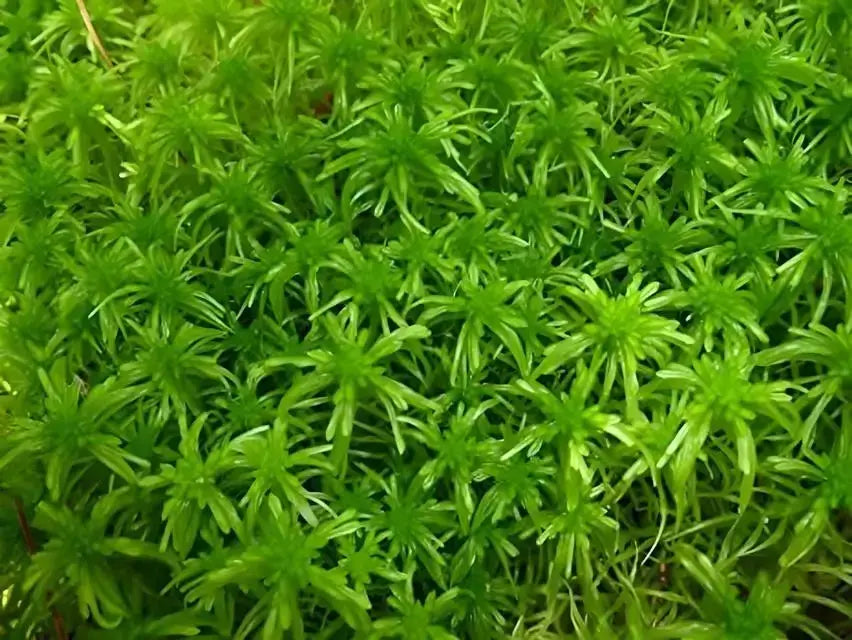 Vibrant Sphagnum moss with feathery fronds forming dense textured carpet