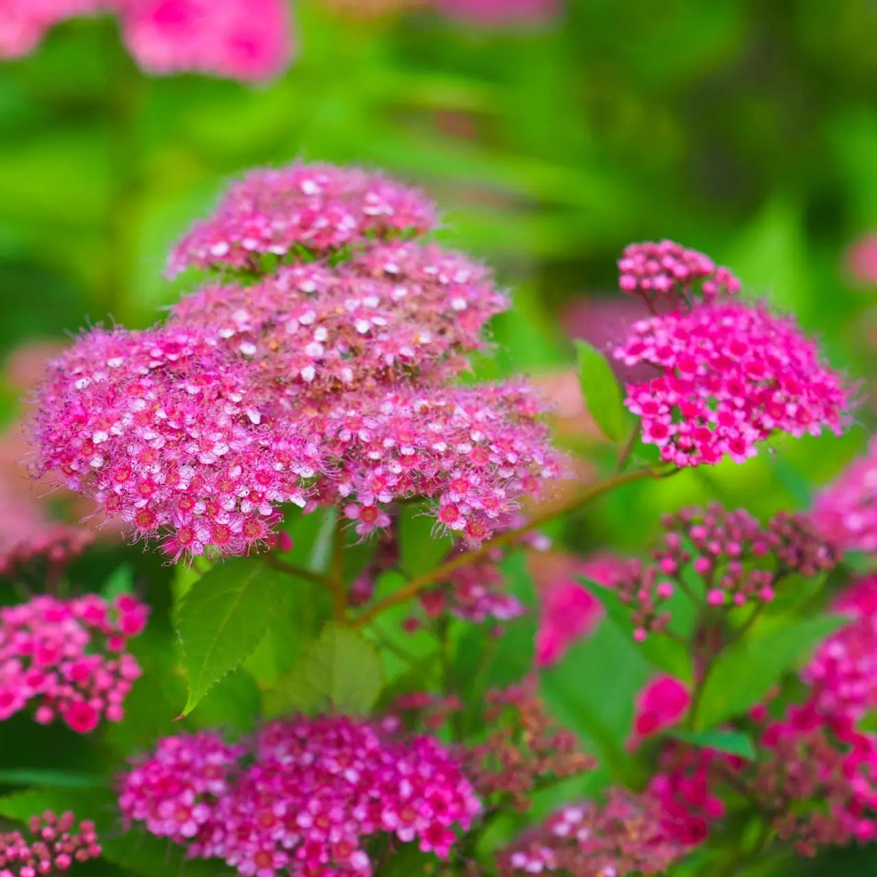 Vibrant pink Spiraea Japonica shrub flower clusters with fuzzy petals and green foliage